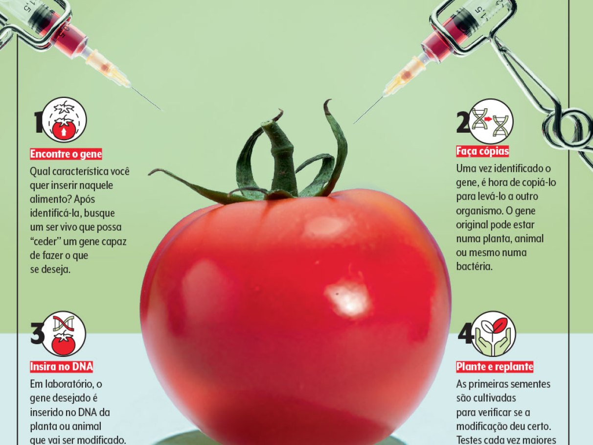 Como a Engenharia Genética Transforma Nossos Alimentos