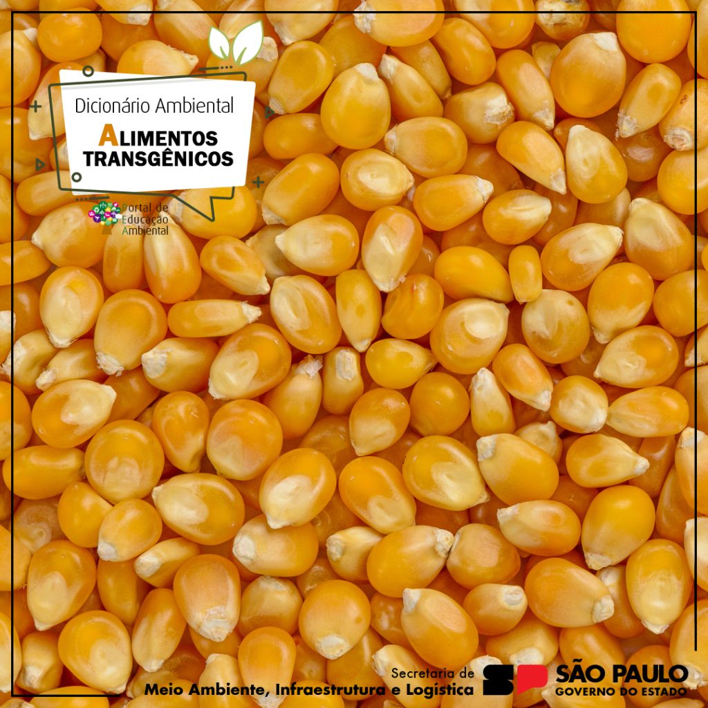 o que é um alimento transgênico