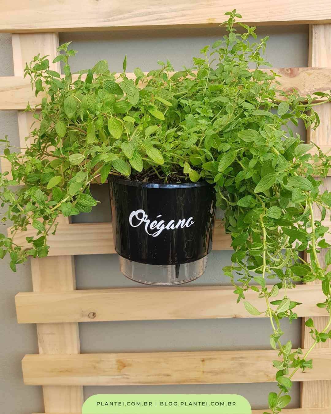 orégano em vaso