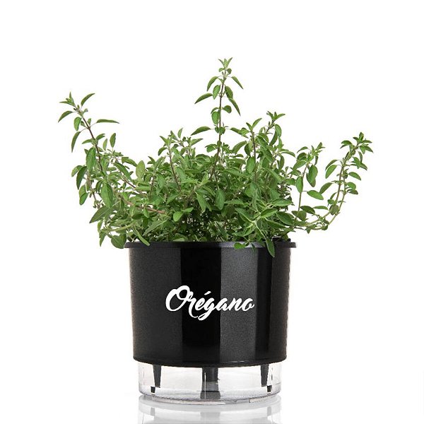 Guia Completo: Como Cultivar Manjericão em Vasos