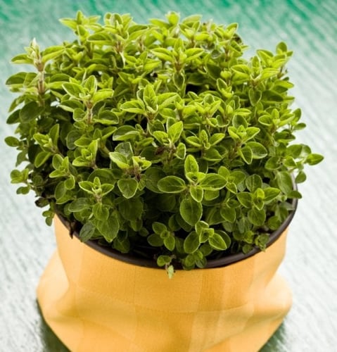 Benefícios Surpreendentes do Alecrim para a Saúde e o Cultivo