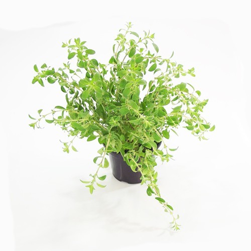 5 Ervas Aromáticas Essenciais para Ter em Casa