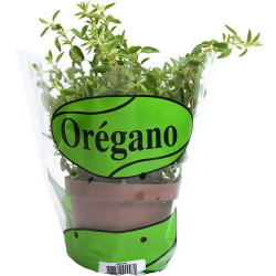 Benefícios Surpreendentes do Alecrim para a Saúde e o Cultivo