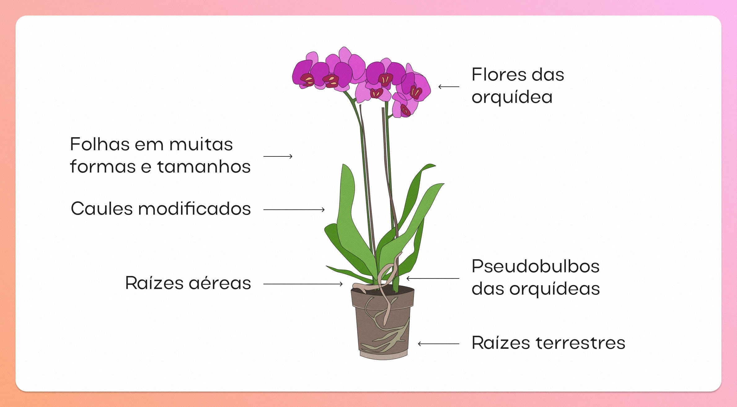 A Escolha Certa: Identificando Orquídeas Ideais Para Iniciantes - inspiração 1