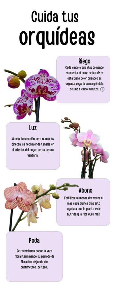 Luz Sob Medida: O Equilíbrio Perfeito Para Suas Plantas - inspiração 1
