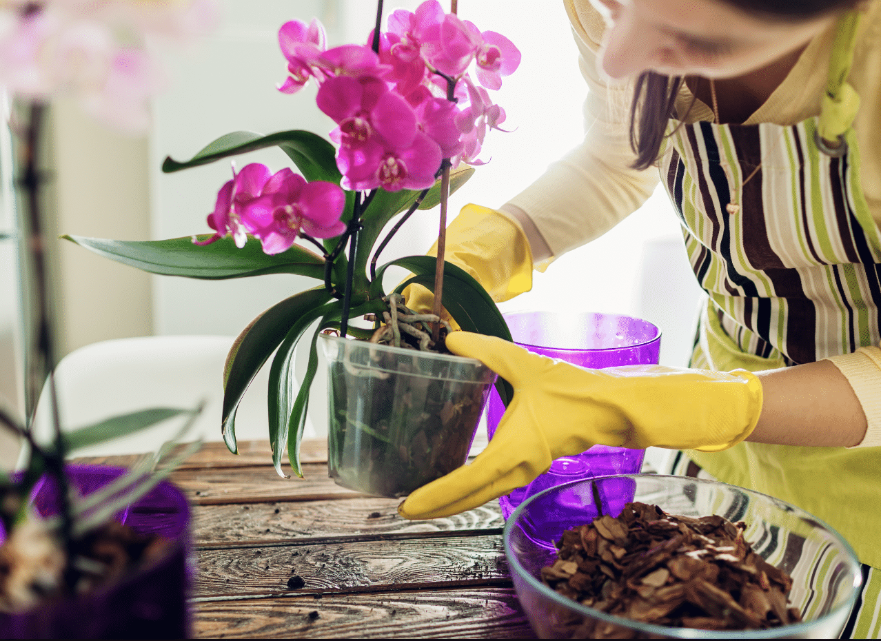 Luz Sob Medida: O Equilíbrio Perfeito Para Suas Plantas - inspiração 2