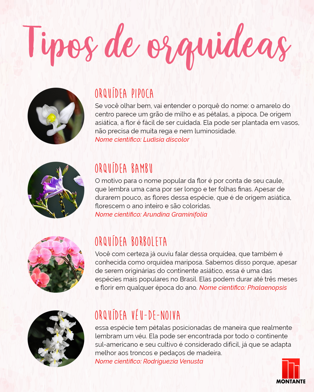 Rega Inteligente: Quando e Como Hidratar Suas Orquídeas - inspiração 1