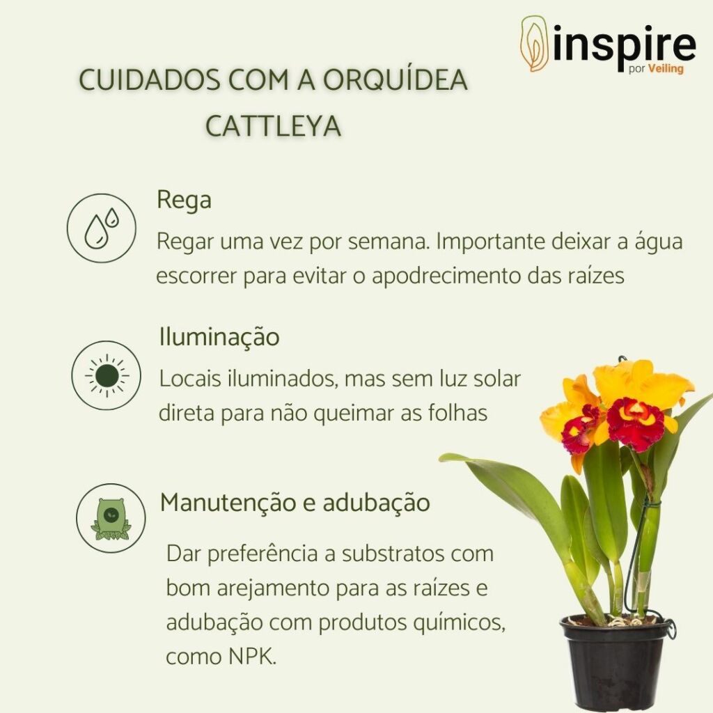O Substrato Ideal: O Lar Perfeito Para as Raízes - inspiração 1