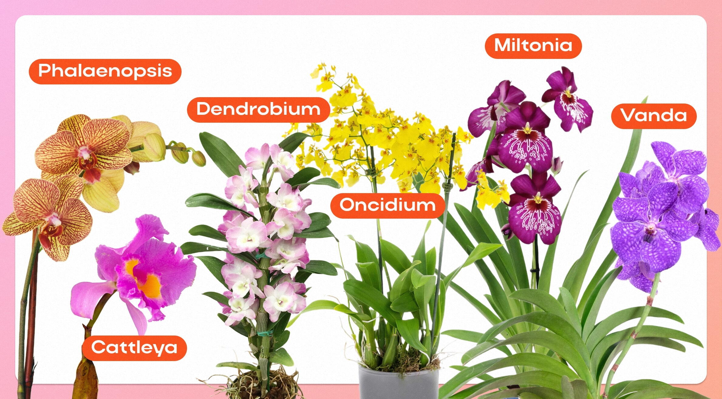 Umidade do Ar: O Clima Que Suas Orquídeas Amam - inspiração 2