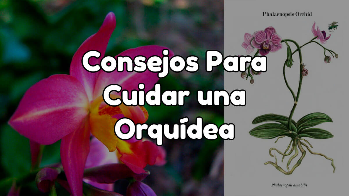 Adubação Estratégica: Nutrição Que Promove Flores Lindas - inspiração 2