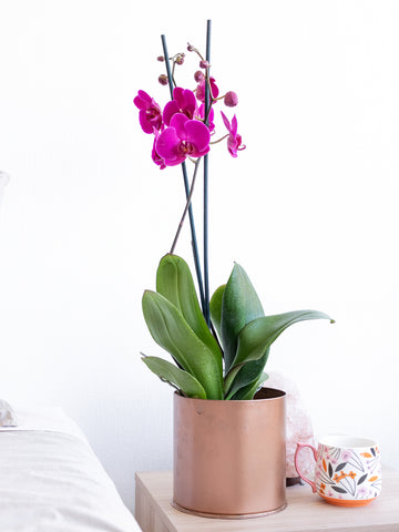 Poda e Limpeza: Cuidados Que Estimulam o Novo Crescimento - inspiração 1