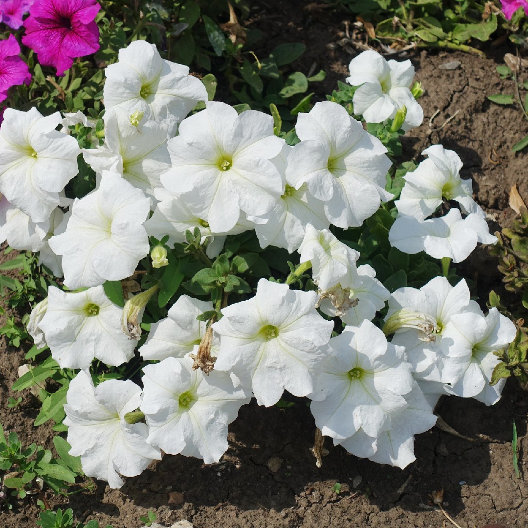 Propagação: Multiplique Suas Cores Favoritas - inspiração 1