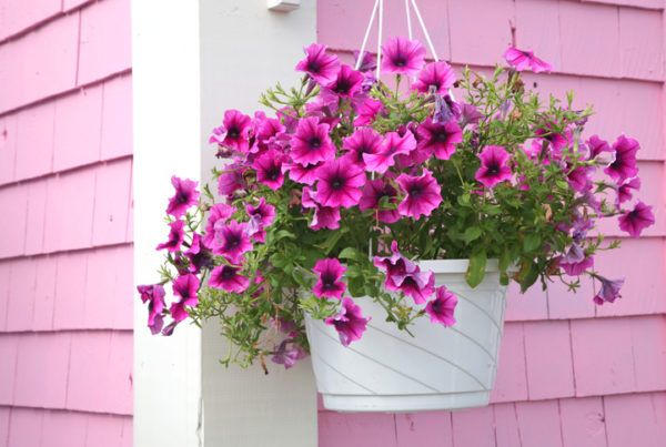 Solo Ideal: Nutrição e Aeração na Medida Certa - inspiração 2