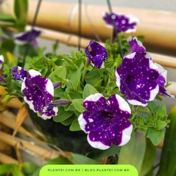 Sol Pleno: A Energia que Suas Petúnias Precisam - inspiração 1