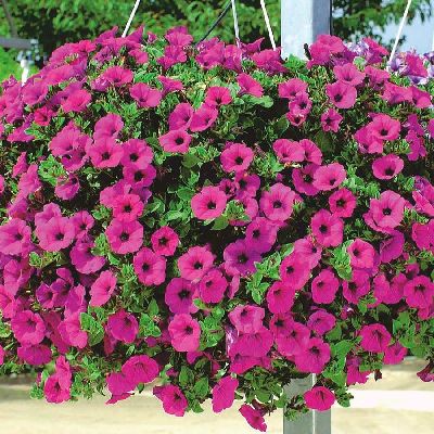 Poda de Formação: Estimulando o Crescimento e a Floração - inspiração 2