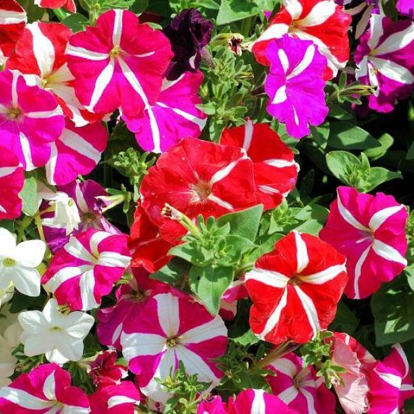 Remoção de Flores Murchas: Um Truque Simples, Grande Resultado - inspiração 1