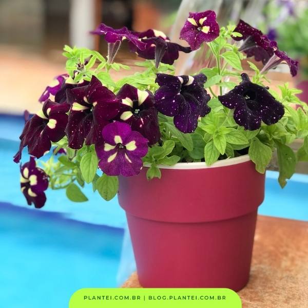 Remoção de Flores Murchas: Um Truque Simples, Grande Resultado - inspiração 2