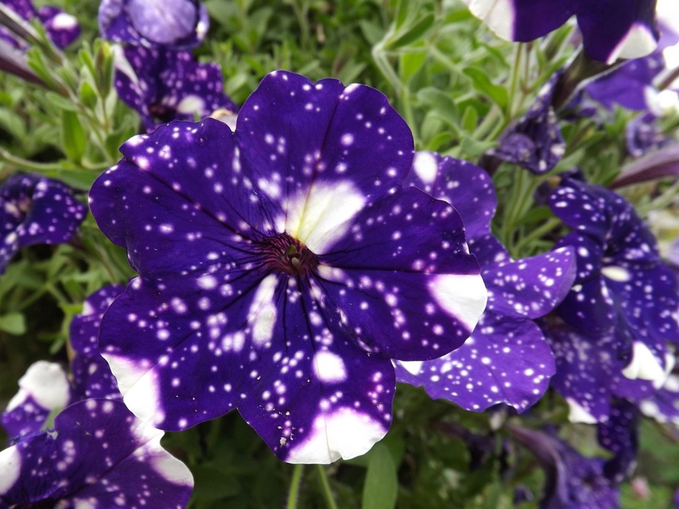 Controle de Pragas e Doenças: Prevenção é a Chave - inspiração 2