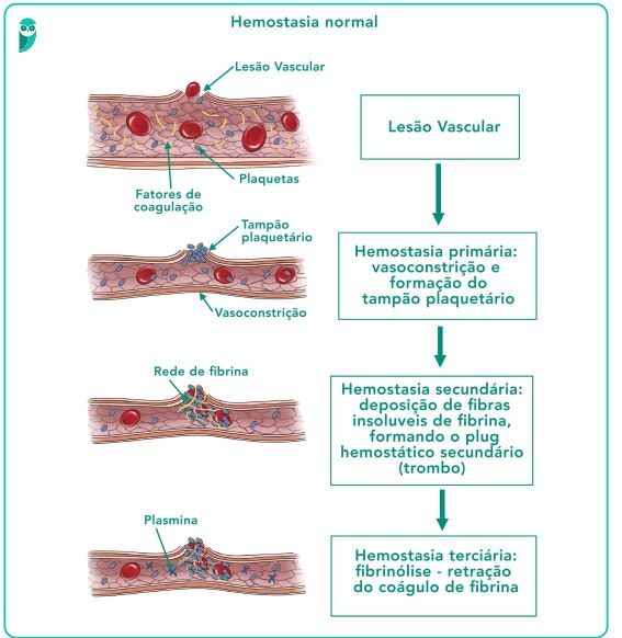 Formando o Coágulo: A Barreira Que Nos Protege - inspiração 1