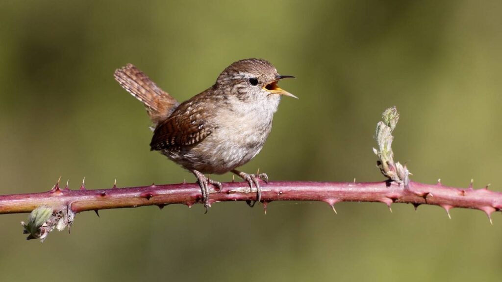 Pássaros que cantam à noite: Mitos e verdades