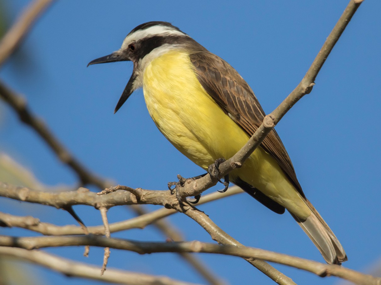 porque os pássaros cantam