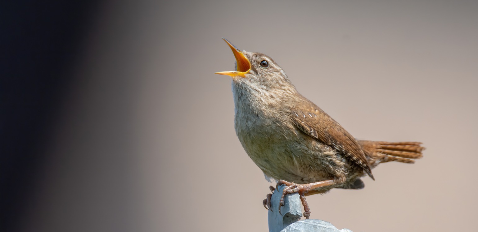 O canto dos pássaros e a saúde mental humana