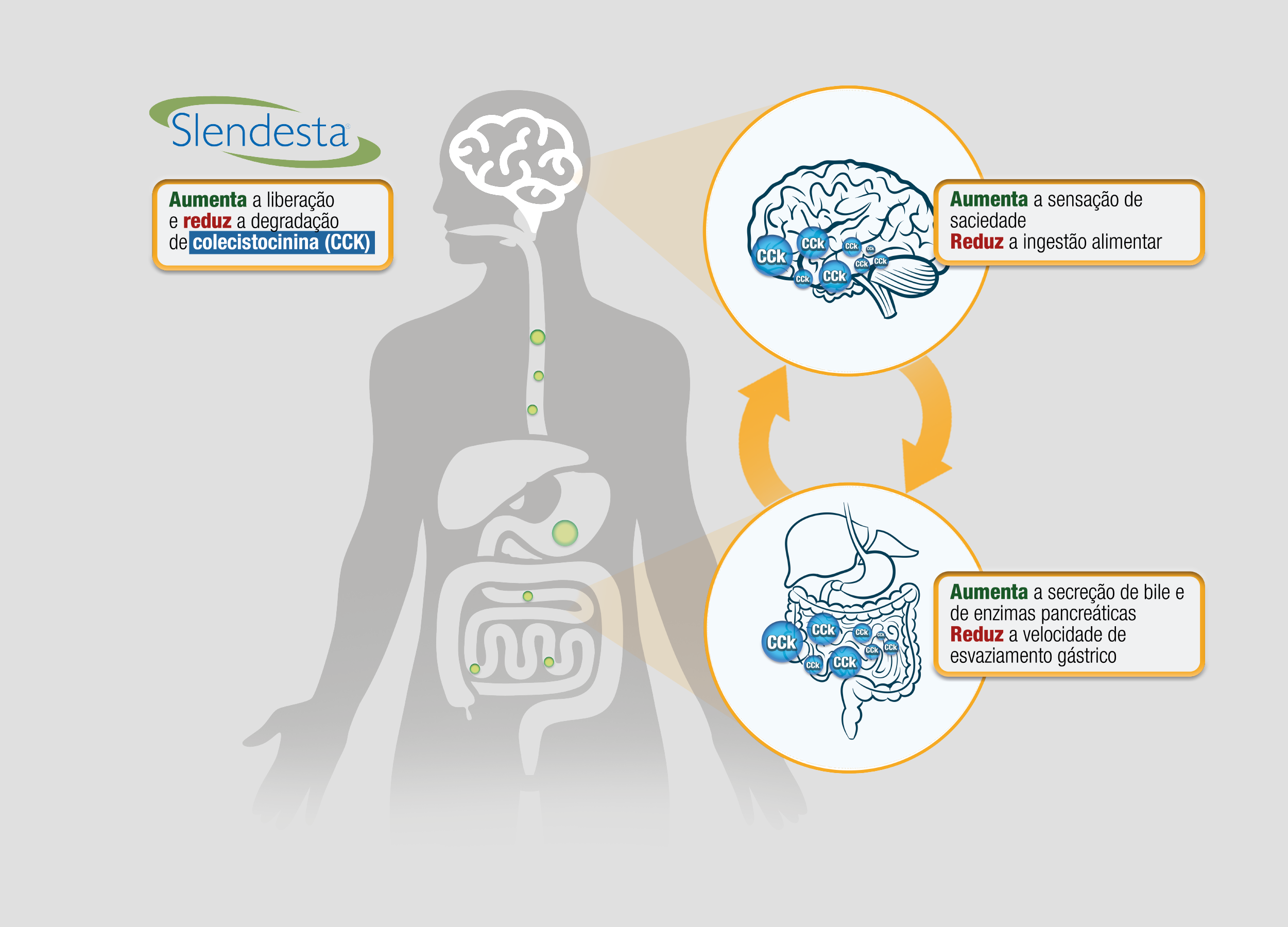 Como o Cérebro Sinaliza a Fome: O Papel do Hipotálamo - inspiração 2