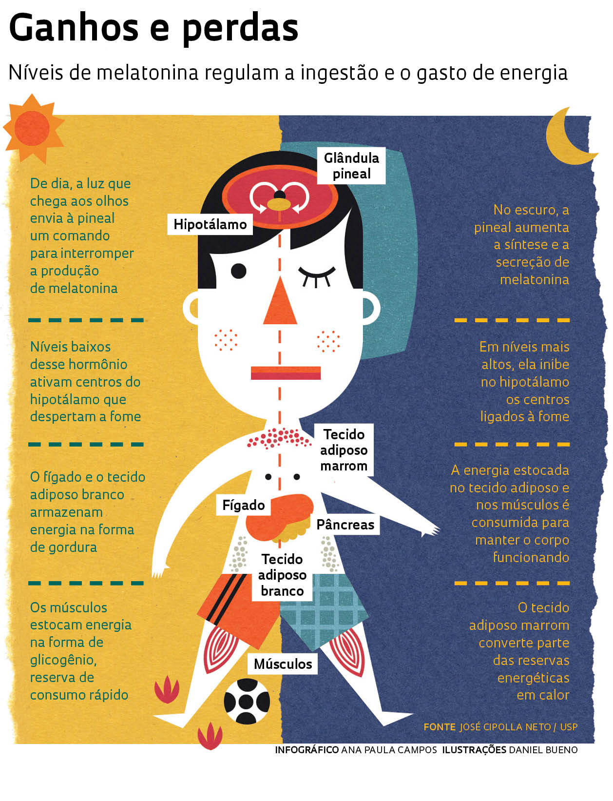 Digestão e Saciety: O Que Acontece Depois de Comer - inspiração 1