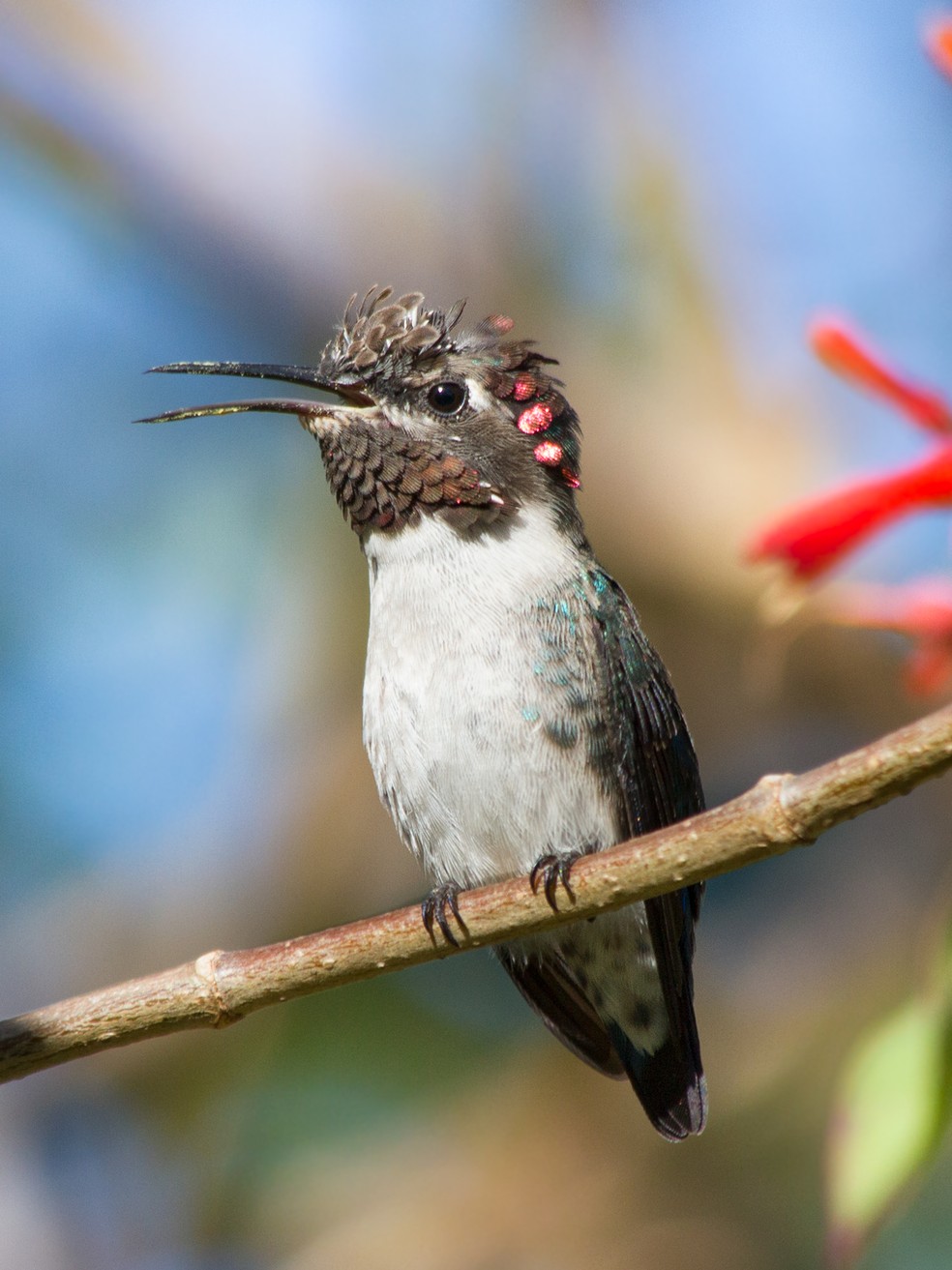 O Beija-flor-abelha-de-cuba: Um Gigante em Tamanho Píxi - inspiração 1