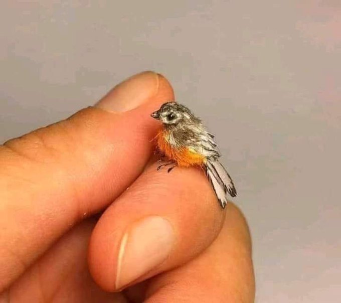 Anatomia Impressionante: Leveza e Agilidade em Plumas - inspiração 1