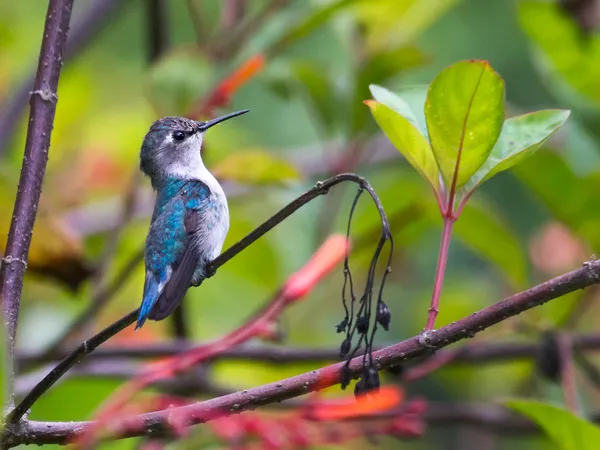 Anatomia Impressionante: Leveza e Agilidade em Plumas - inspiração 2