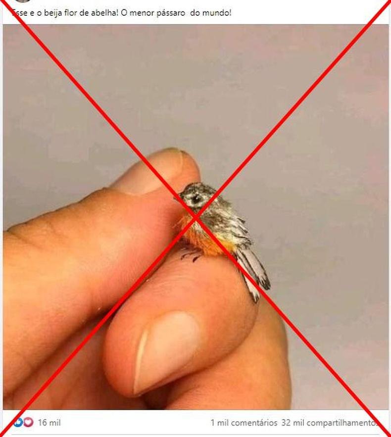 Alimentação Específica: O Doce Néctar das Flores - inspiração 1