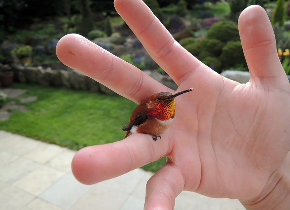 Alimentação Específica: O Doce Néctar das Flores - inspiração 2