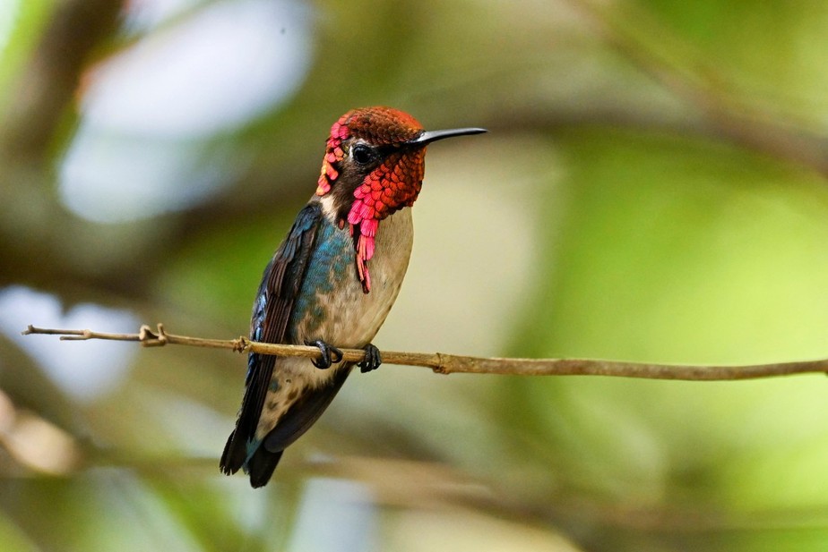 Comportamento Singular: Voando para Trás e Pairando no Ar - inspiração 1