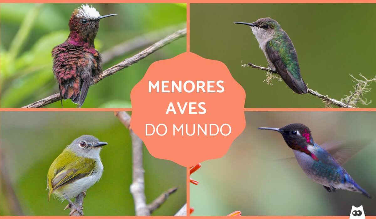 Comportamento Singular: Voando para Trás e Pairando no Ar - inspiração 2