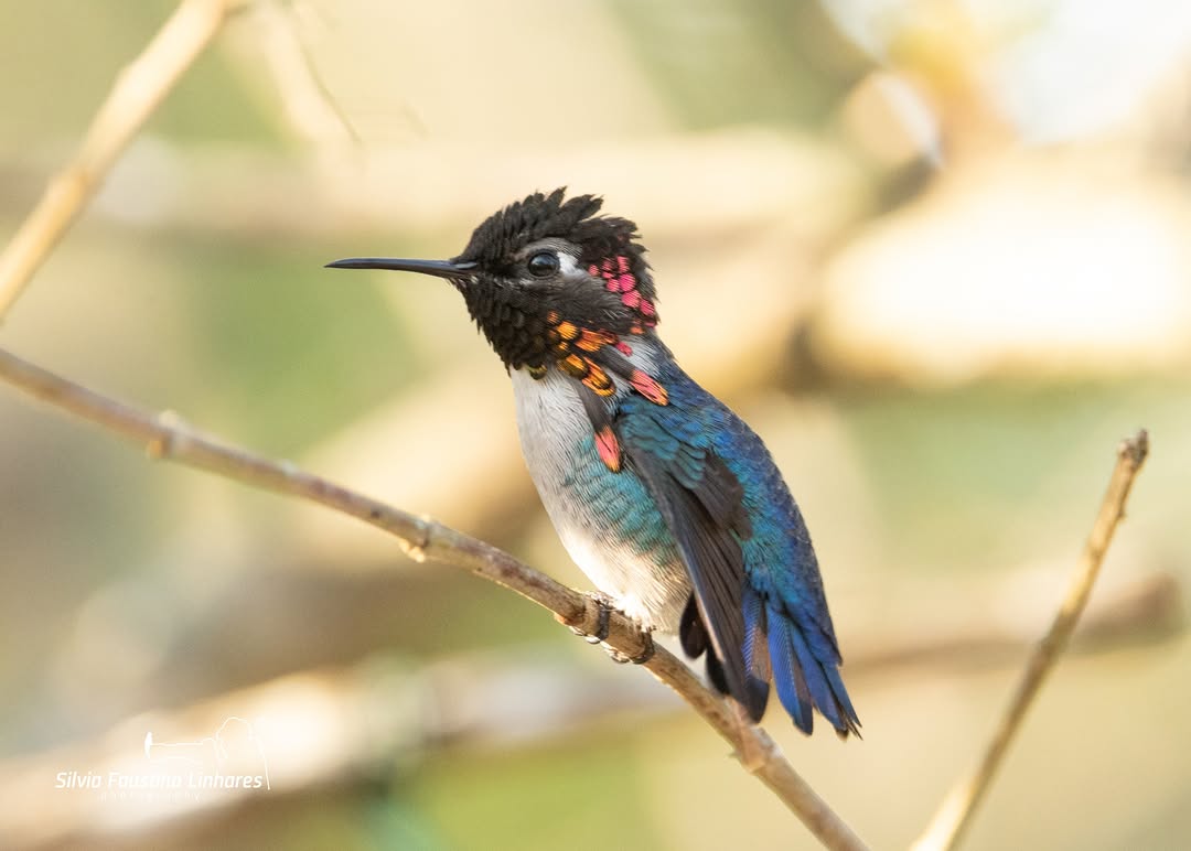 Ameaças e Conservação: Protegendo Nosso Tesouro Minúsculo - inspiração 1