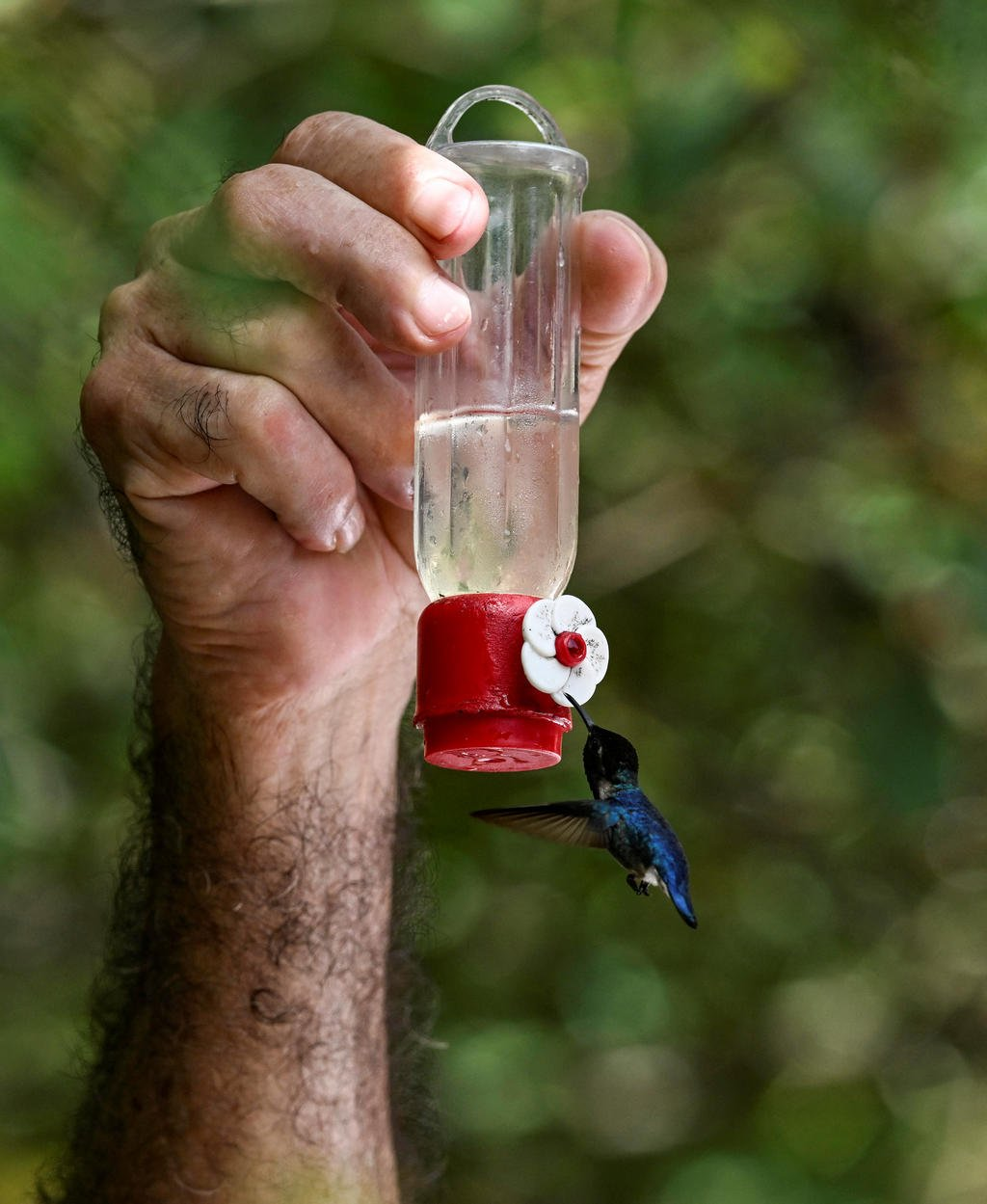 Ameaças e Conservação: Protegendo Nosso Tesouro Minúsculo - inspiração 2