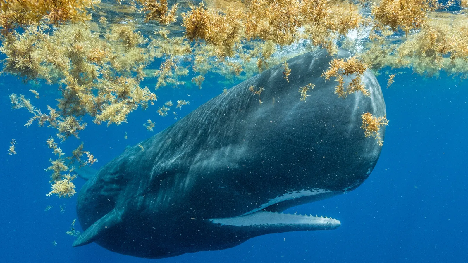 Baleias e Golfinhos: Mestres da Comunicação e da Navegação - inspiração 2