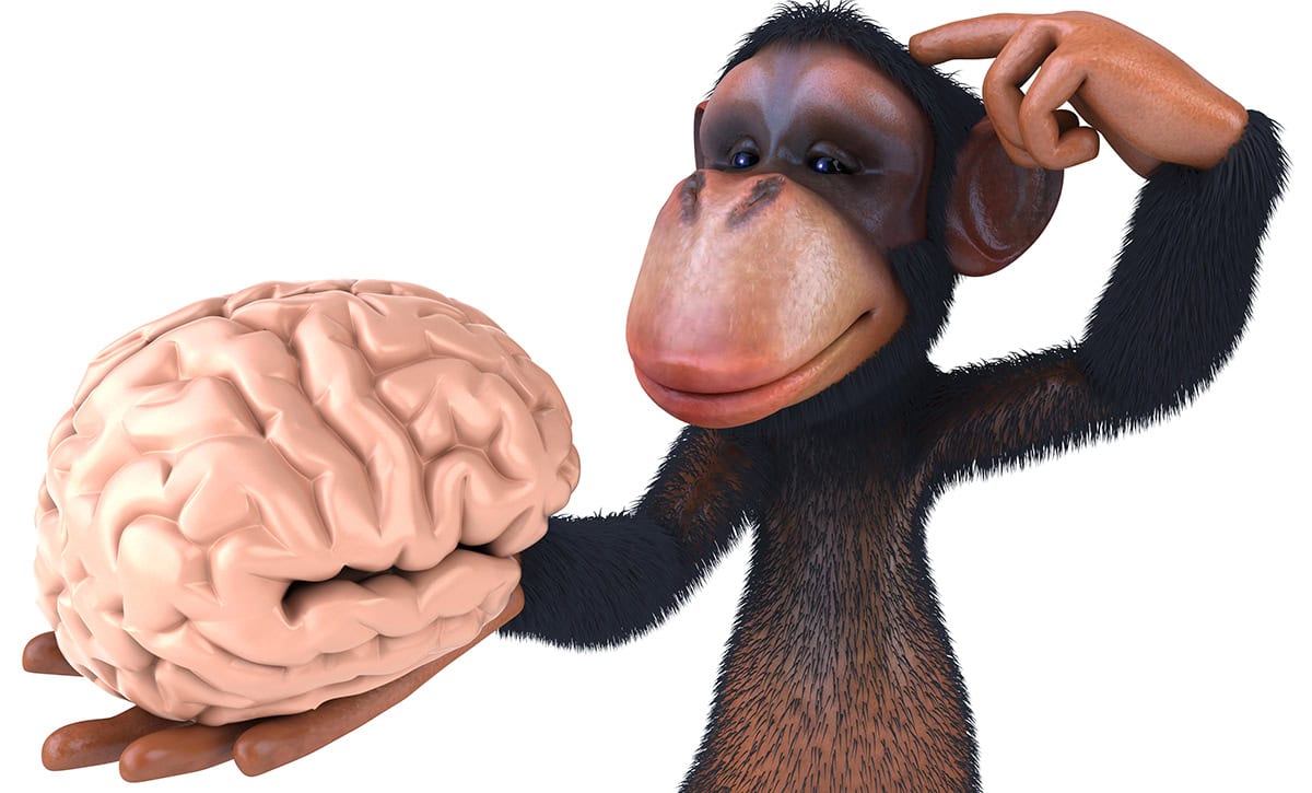 Primatas: A Complexidade Social e o Cérebro Desenvolvido - inspiração 1