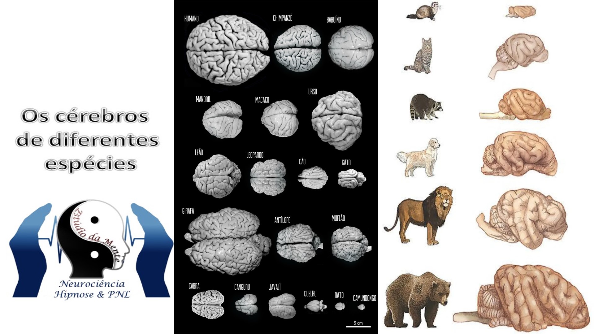 Tamanho Nem Sempre é Documento: A Relação Cérebro-Corpo - inspiração 2