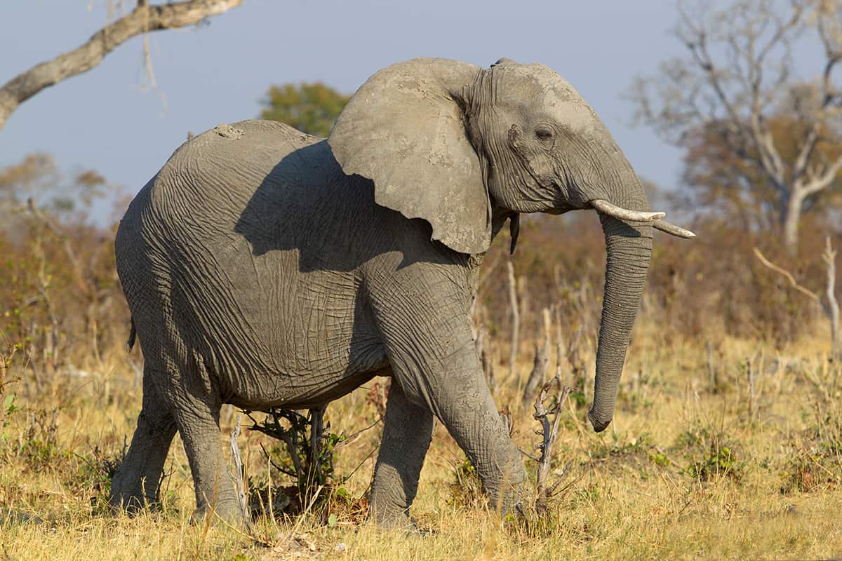 Inteligência Animal: Além do Tamanho do Cérebro - inspiração 2