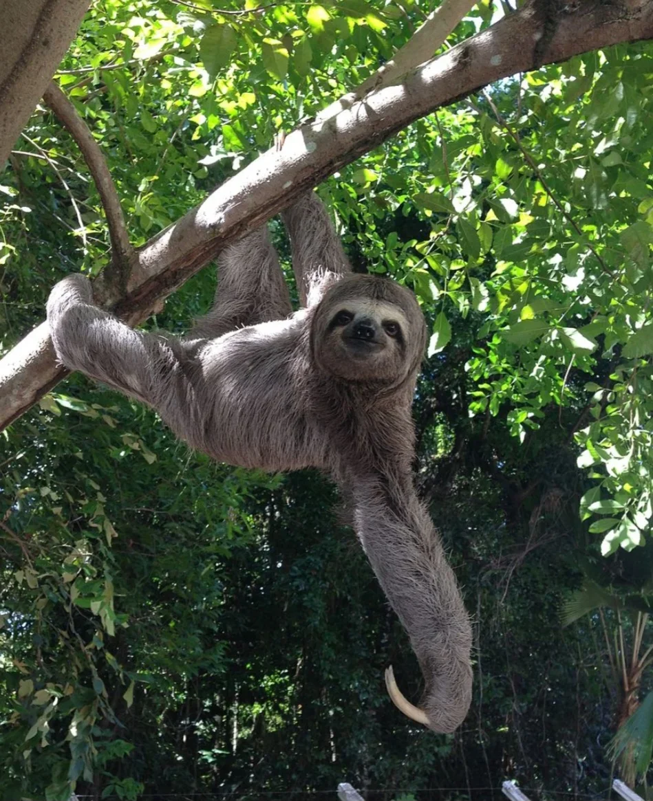 O Vencedor Inquestionável: A Lenta Vida da Lesma - inspiração 2