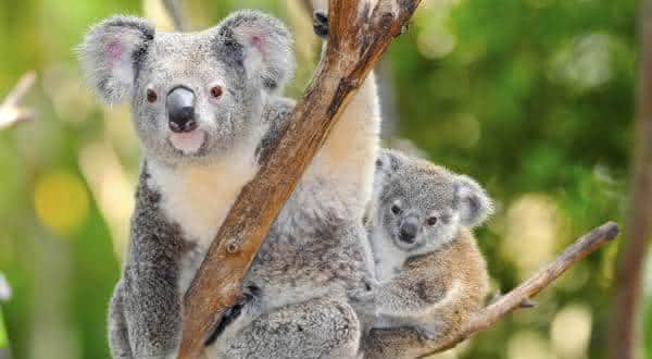 A Tartaruga Marinha: Ciclos de Vida em Lenta Evolução - inspiração 2