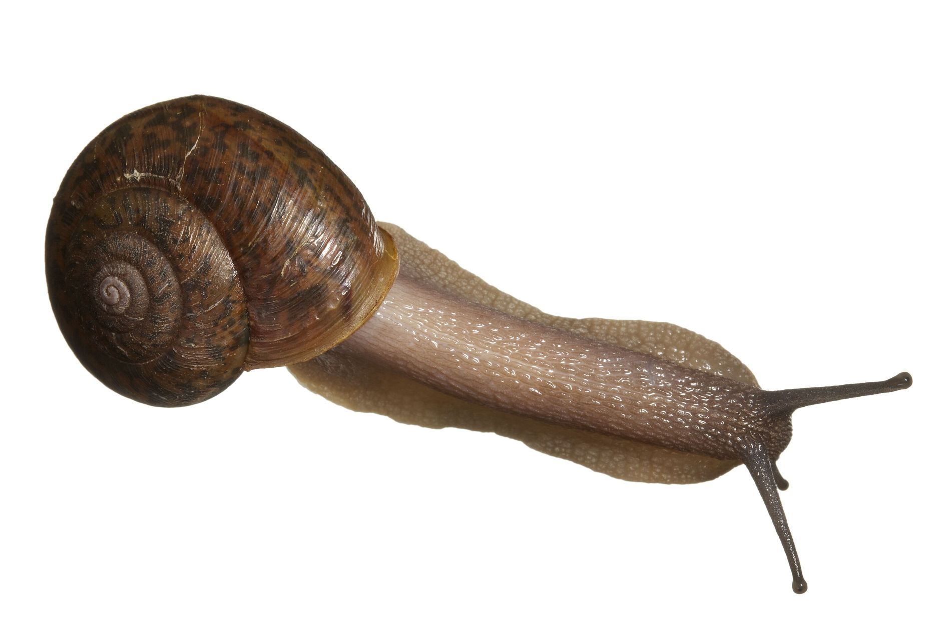 O Preguiça Gigante: Movendo-se em Câmera Lenta - inspiração 1