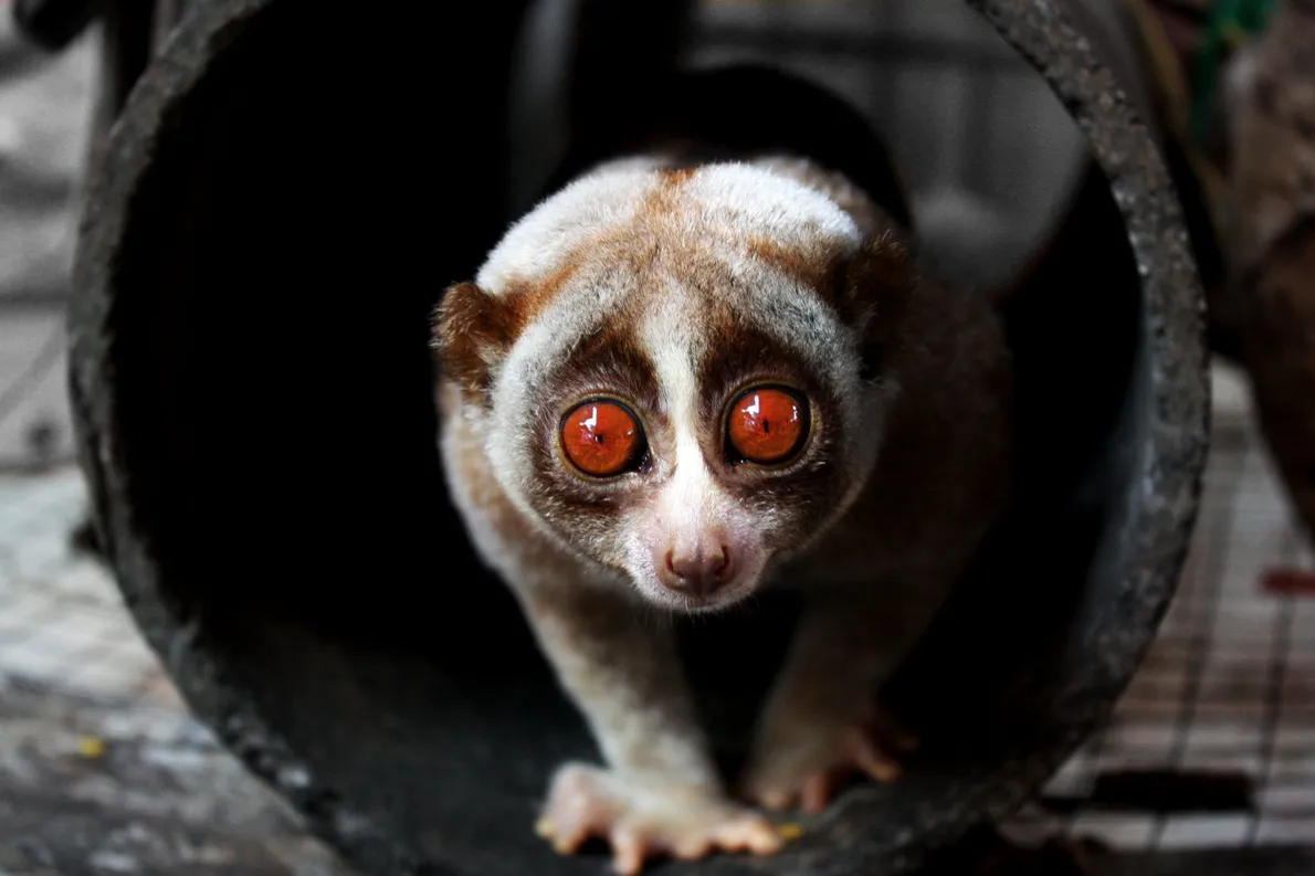 O Cavalo-Marinho: Uma Dança Subaquática sem Pressa - inspiração 2