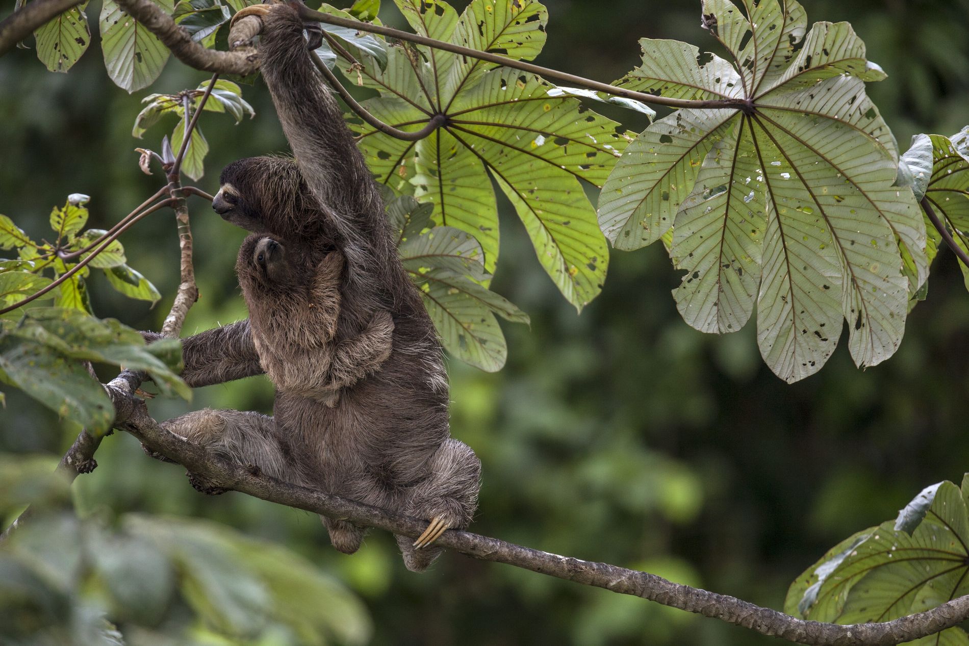 O Manati: Gigantes Gentis que Flutuam Tranquilamente - inspiração 2