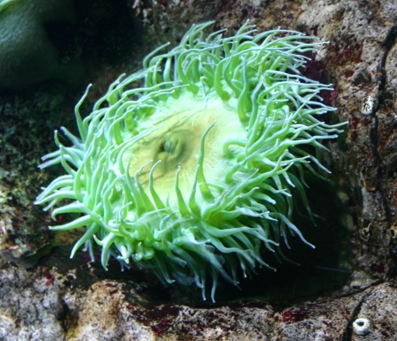 A Estrela-do-Mar: Uma Deslocação Quase Imperceptível - inspiração 1