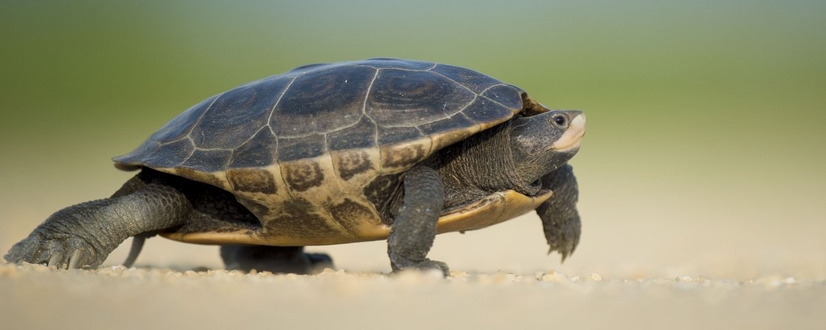 O Caracol Terrestre: Explorando o Mundo Pedaço a Pedaço - inspiração 2