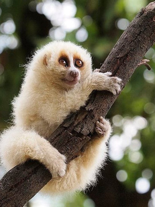 O Axolote: Um Lendário Viveiro de Tranquilidade - inspiração 2