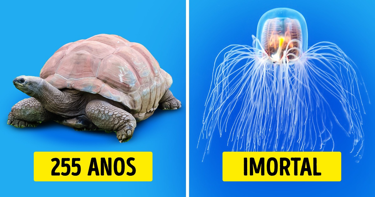 A Tartaruga Gigante: Um Símbolo de Resiliência Milenar - inspiração 2